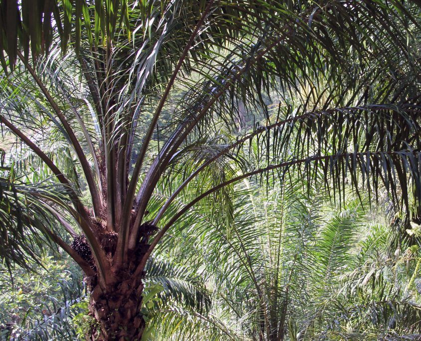 Fig. 08. Oil palm fruits ready for harvest in the crown of a palm tree in Bengkulu Province, Sumatra, Indonesia. Photo by Etienne Turpin, 2014.