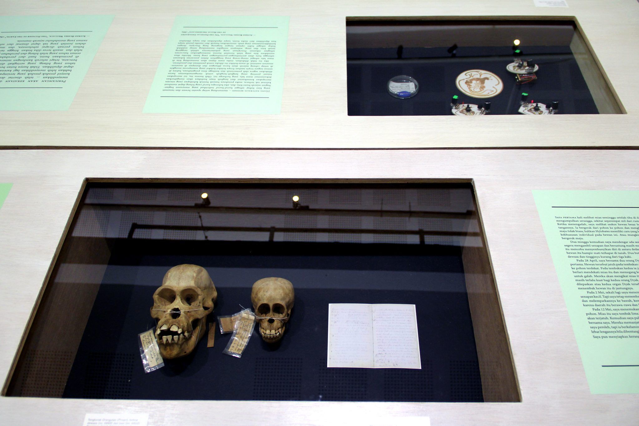 Fig.23.IMG_4536_orangutan-skulls