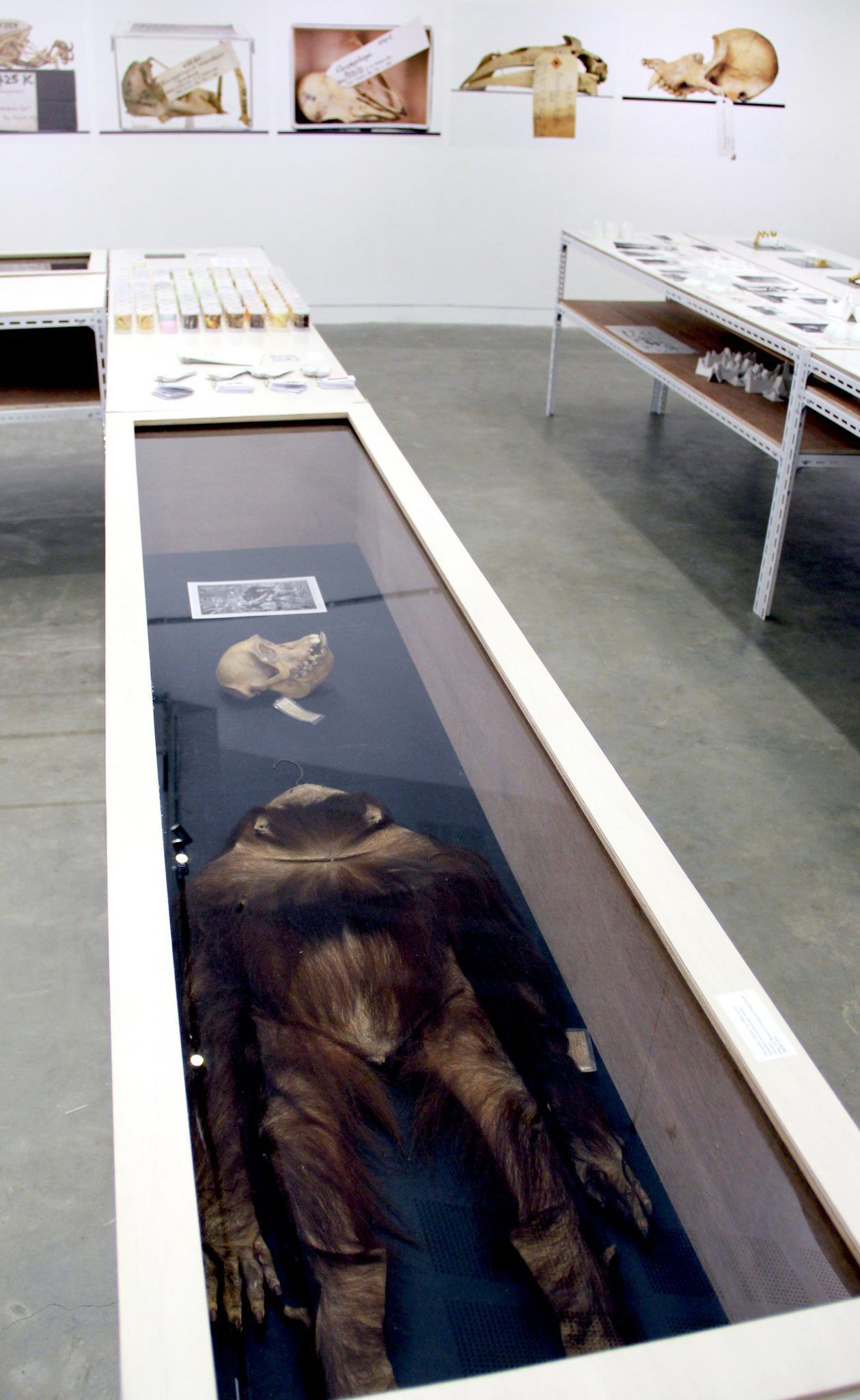 Fig.24.IMG_4519_organutan