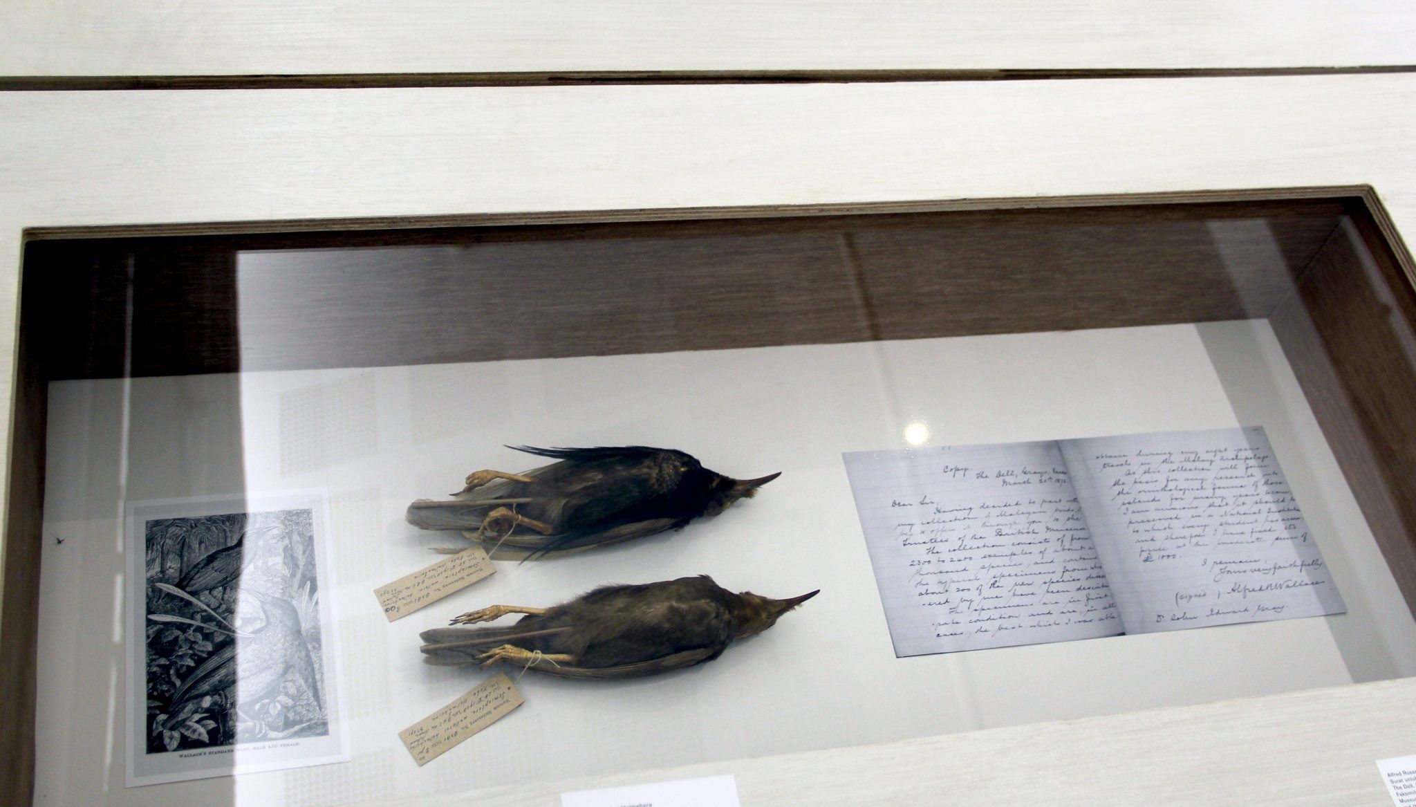 Fig.25.IMG_4506_wallacei