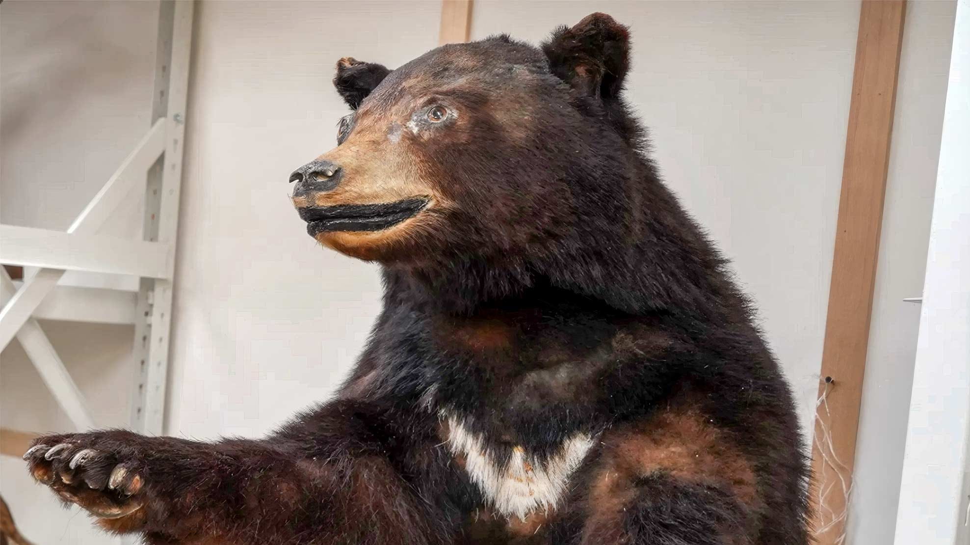 Asiatic black bear taxidermied at the National Science Museum of Korea. Photo: Unmake Lab, 2024.